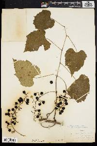 Vitis vulpina image