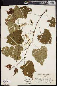 Vitis vulpina image