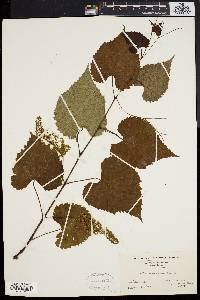 Vitis vulpina image