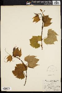 Vitis vulpina image