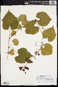 Vitis vulpina image