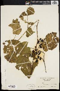 Vitis vulpina image