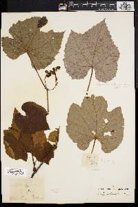 Vitis aestivalis var. argentifolia image