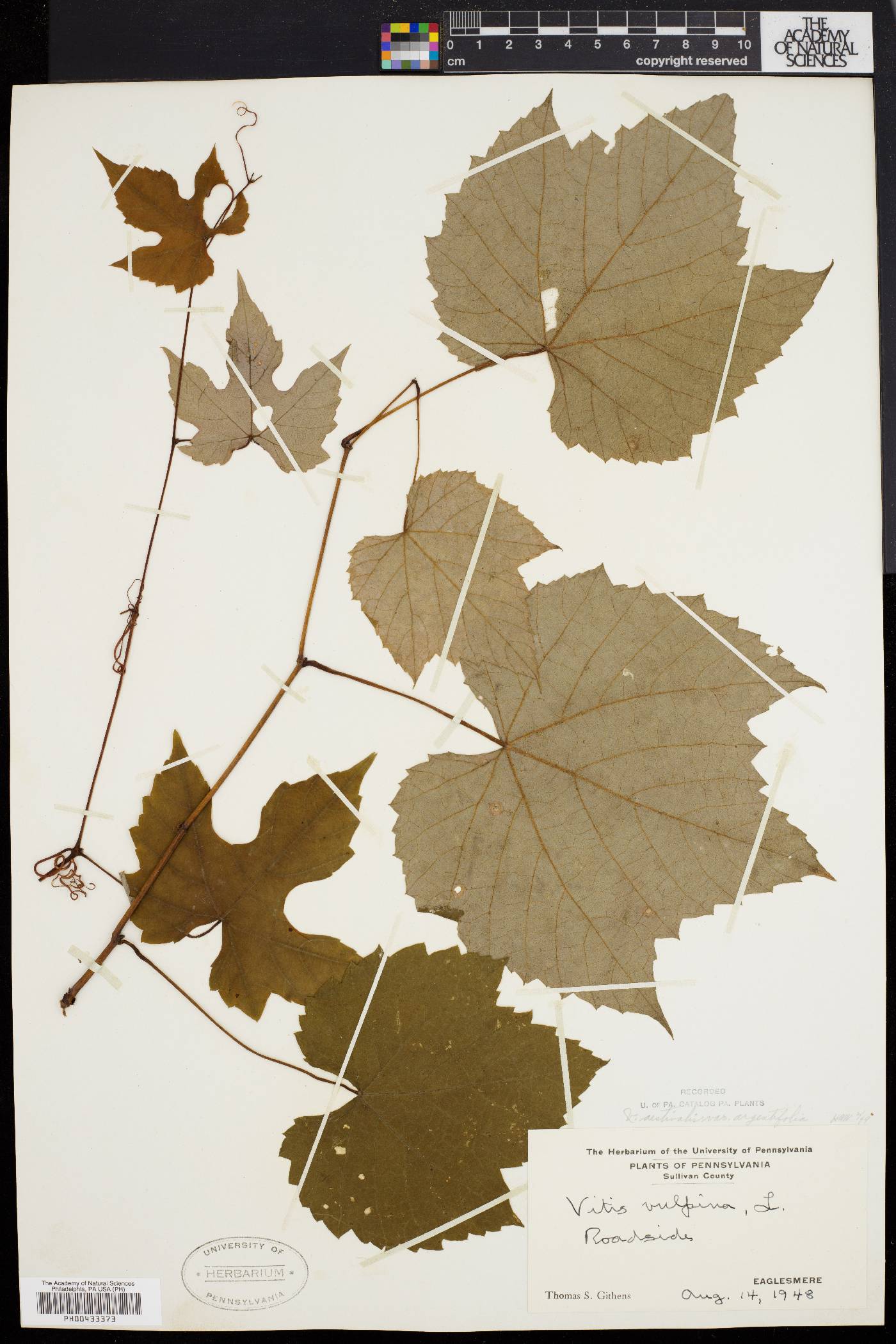 Vitis aestivalis var. argentifolia image