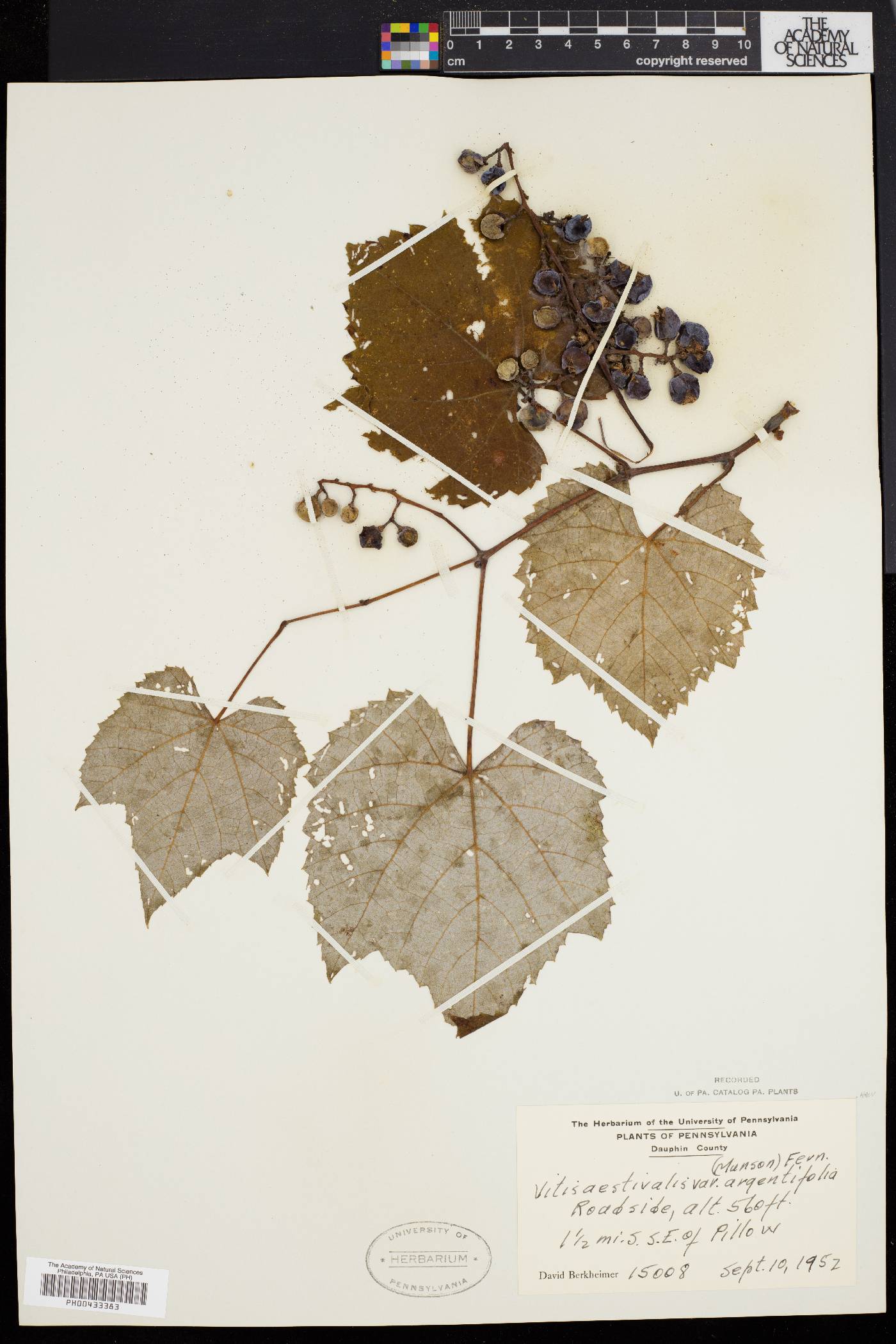 Vitis aestivalis var. argentifolia image