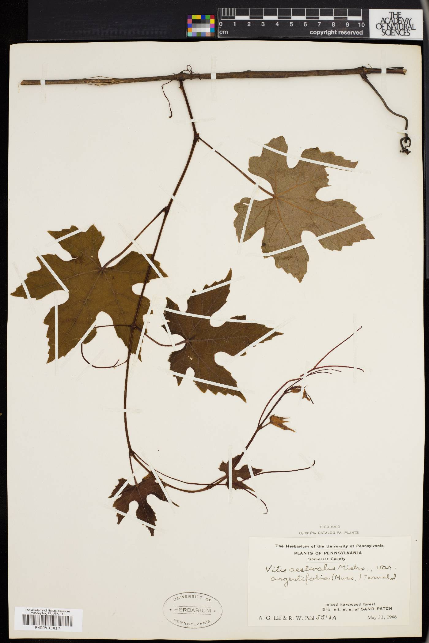 Vitis aestivalis var. argentifolia image