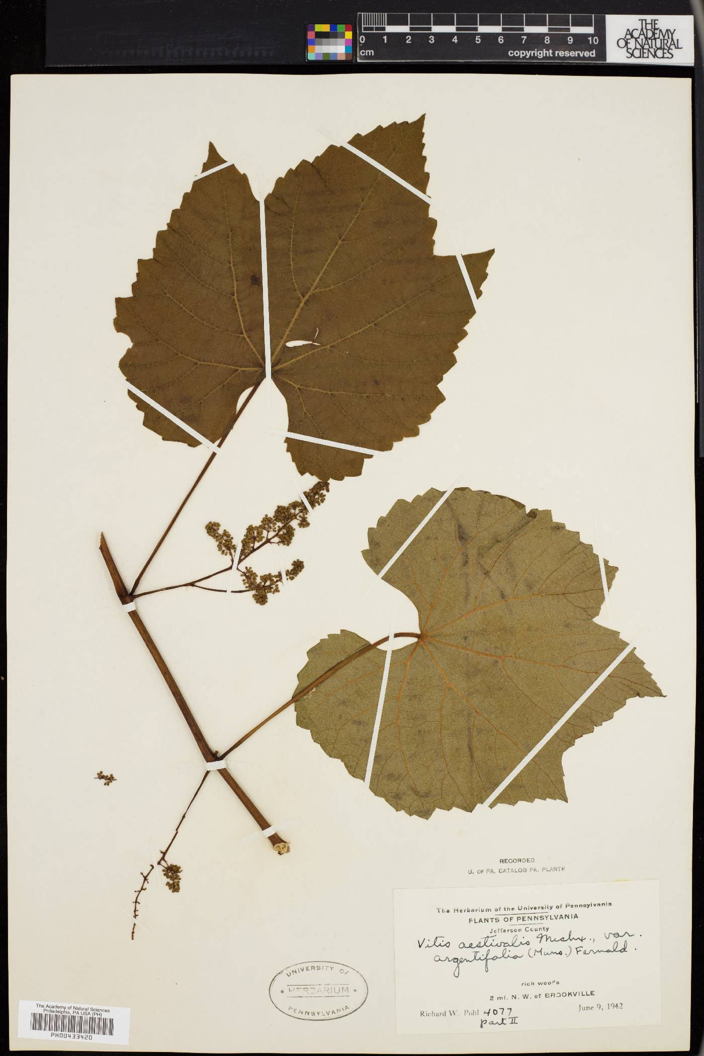 Vitis aestivalis var. argentifolia image