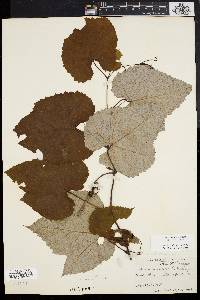 Vitis aestivalis var. bicolor image