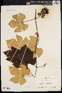 Vitis labrusca image