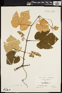 Vitis labrusca image