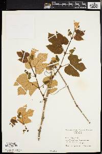 Vitis labrusca image