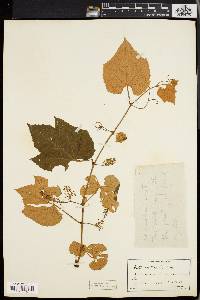 Vitis labrusca image