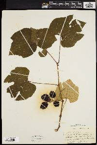 Vitis labrusca image