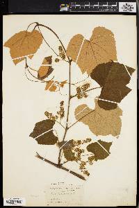 Vitis labrusca image