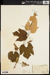 Vitis labrusca image