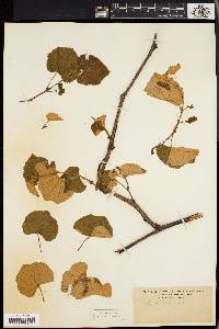 Vitis labrusca image