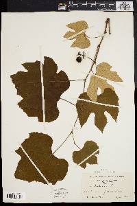 Vitis labrusca image
