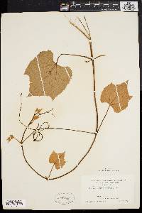 Vitis labrusca image