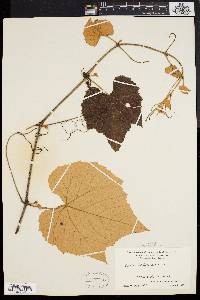 Vitis labrusca image