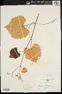 Vitis labrusca image