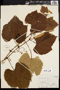 Vitis labrusca image