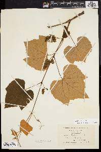 Vitis labrusca image