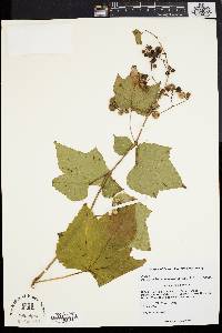 Vitis labrusca image