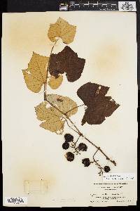 Vitis labrusca image