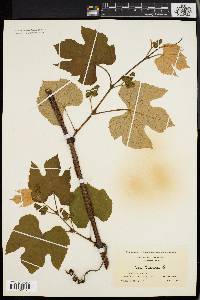 Vitis labrusca image