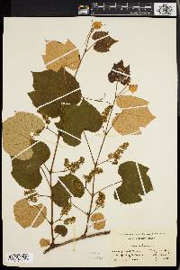 Vitis labrusca image