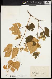 Vitis labrusca image