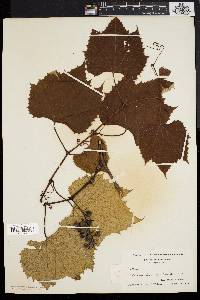 Vitis labruscana image