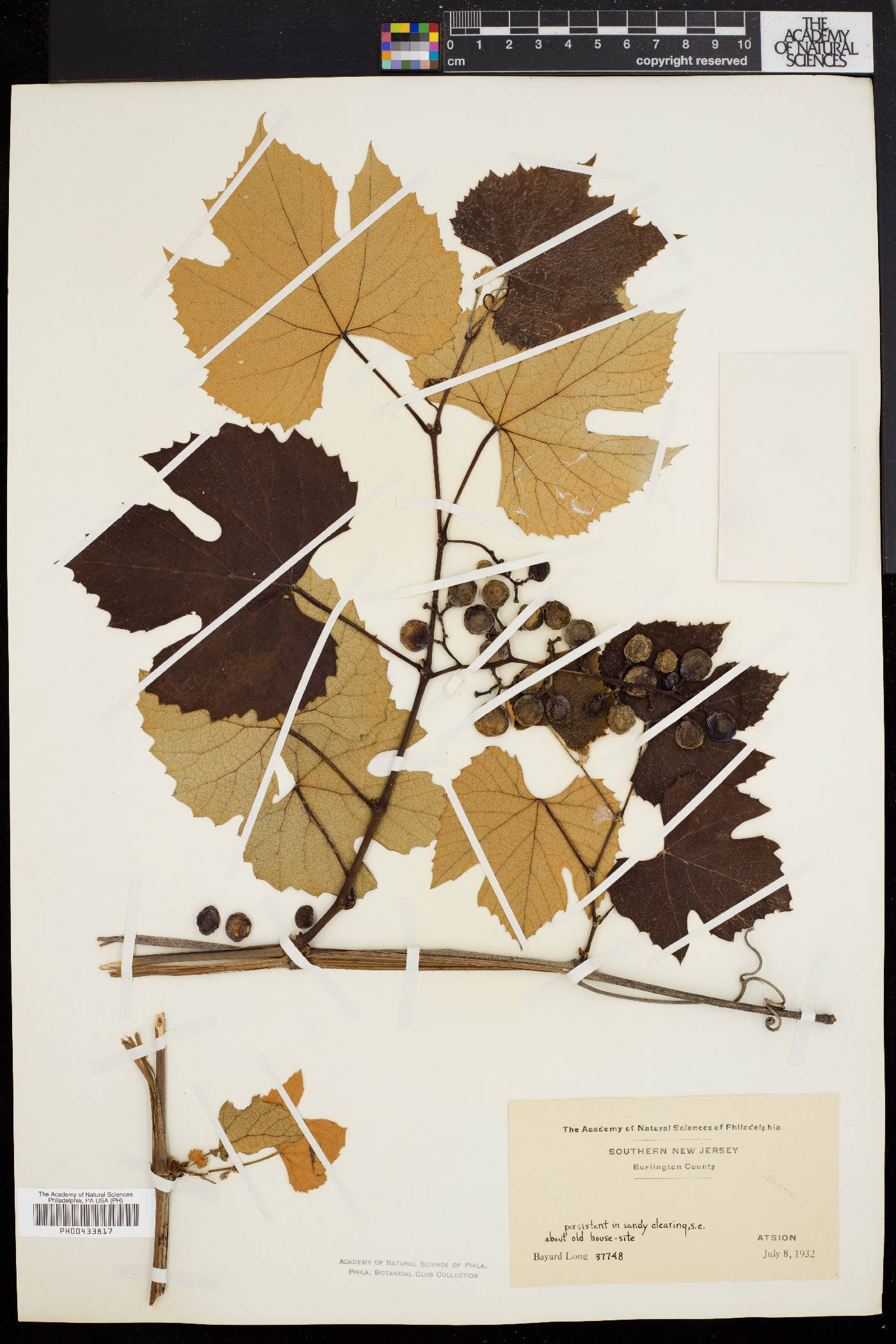 Vitis labruscana image