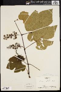 Vitis labruscana image