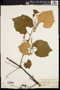 Vitis labrusca image