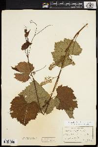 Vitis riparia image