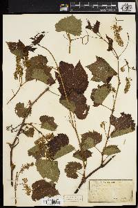 Vitis riparia image