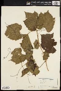 Vitis riparia image