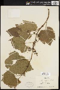 Vitis riparia image