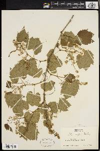 Vitis riparia image