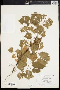 Vitis riparia image