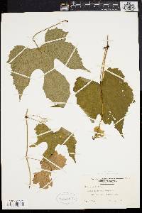 Vitis riparia image