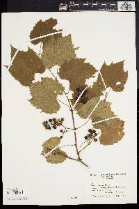 Vitis riparia image