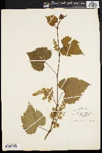 Vitis riparia image