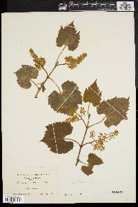 Vitis riparia image