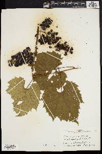 Vitis riparia image