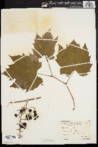 Vitis riparia image