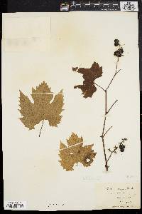 Vitis riparia image