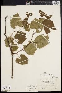 Vitis riparia image