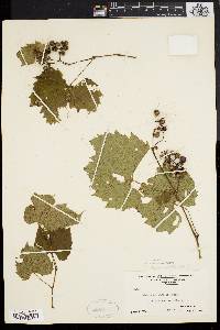 Vitis riparia image